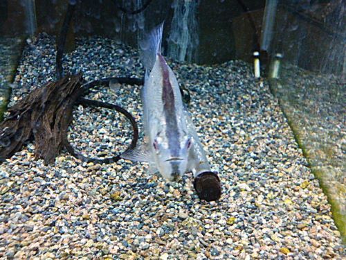 ラインノーズピラニア