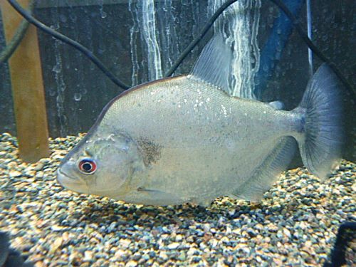 ラインノーズピラニア