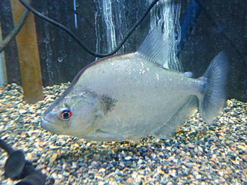 ラインノーズピラニア