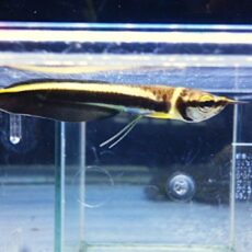 ブラックアロワナ③　２０２６年１月２３日入荷