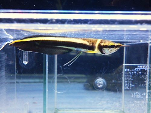 ブラックアロワナ③　２０２６年１月２３日入荷