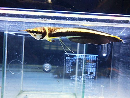 ブラックアロワナ