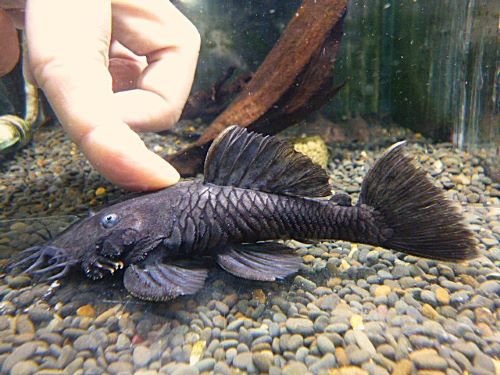 マツブッシープレコ