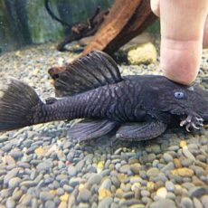 マツブッシープレコ　２０２６年１月１５日入荷