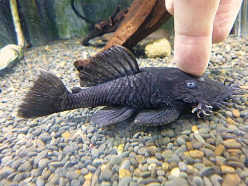 マツブッシープレコ　２０２６年１月１５日入荷