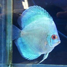 ブルーダイヤディスカス　２０２５年１１月９日入荷　ラスト１匹！