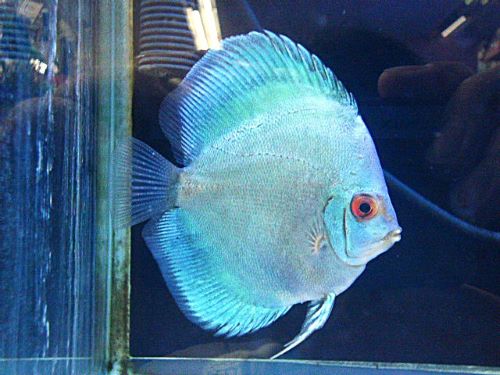 ブルーダイヤディスカス　２０２５年１１月９日入荷　ラスト１匹！