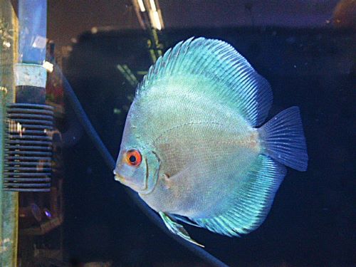 ブルーダイヤ・ディスカス