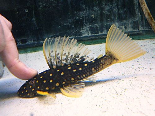 ゴールデンアンジェリカスプレコ