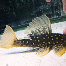 ゴールデンアンジェリカスプレコ　２０２６年１月２３日入荷