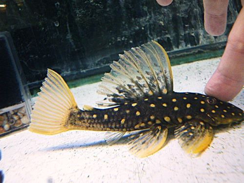 ゴールデンアンジェリカスプレコ　２０２６年１月２３日入荷