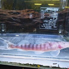 ゼブラキャット　２０２６年１月２３日入荷