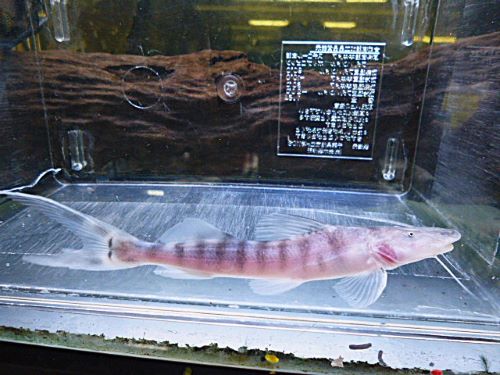 ゼブラキャット　２０２６年１月２３日入荷