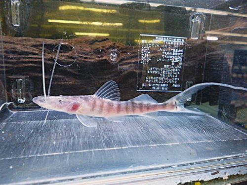 ゼブラキャット