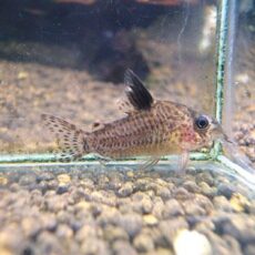 コリドラス　パラグア　２０２６年１月６日入荷