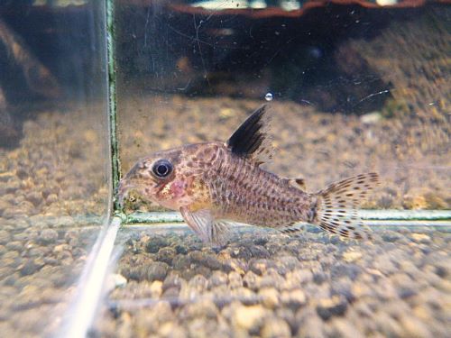 コリドラス　パラグア