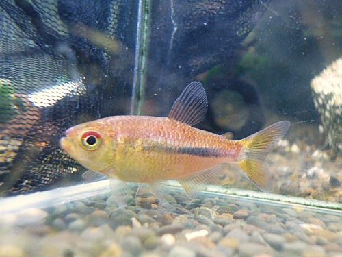 ギャラクシーテトラ