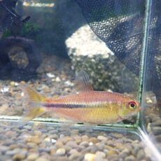 ギャラクシーテトラ　２０２６年１月２３日入荷