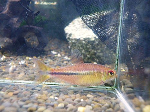 ギャラクシーテトラ　２０２６年１月２３日入荷