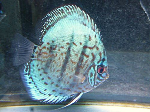 ブリリアントターコイズディスカス　２０２６年１月２３日入荷