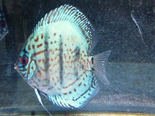 ブリリアントターコイズ・ディスカス