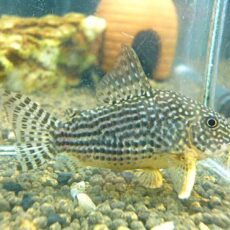 コリドラス　ステルバイ①　２０２６年１月２１日入荷