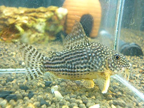 コリドラス　ステルバイ①　２０２６年１月２１日入荷