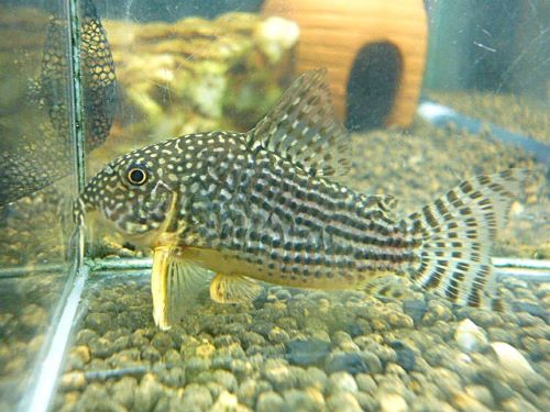 コリドラス　ステルバイ