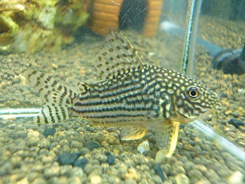 コリドラス　ステルバイ②　２０２６年１月２１日入荷
