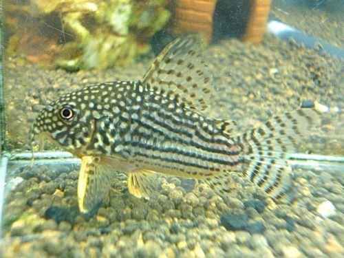 コリドラス　ステルバイ