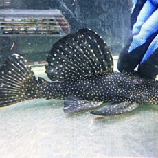 ブラックドラゴンスタークラウンプレコ①　２０２６年１月２３日入荷