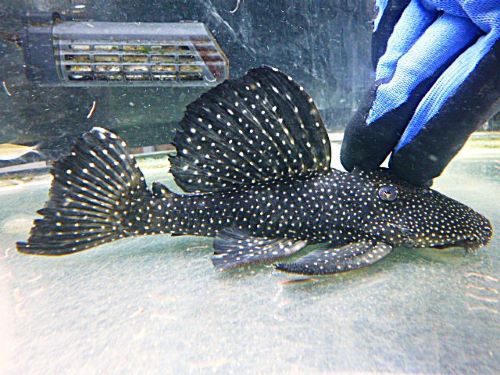 ブラックドラゴンスタークラウンプレコ①　２０２６年１月２３日入荷