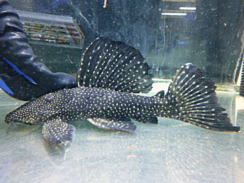 ブラックドラゴンスタークラウンプレコ