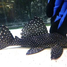 ブラックドラゴンスタークラウンプレコ②　２０２６年１月２３日入荷