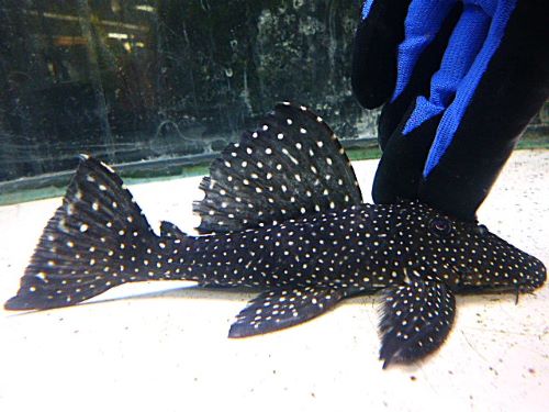 ブラックドラゴンスタークラウンプレコ②　２０２６年１月２３日入荷