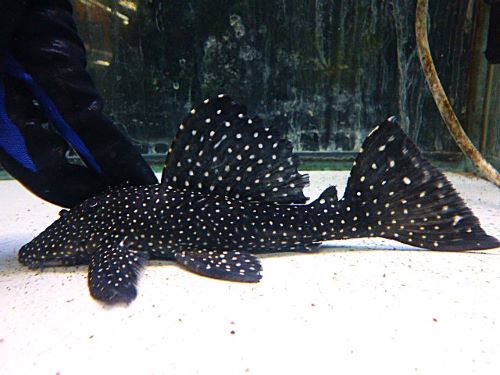 ブラックドラゴンスタークラウンプレコ