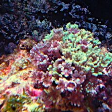 ツツウミヅタ　グリーン＆パープル　２０２６年１月２６日撮影