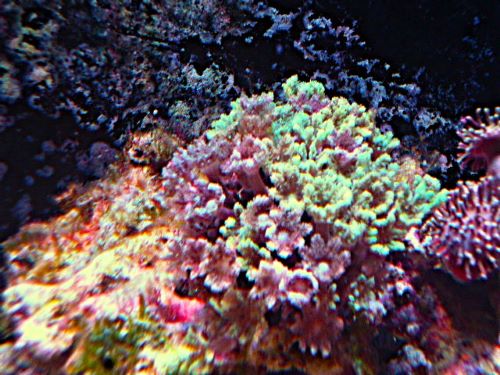 ツツウミヅタ　グリーン＆パープル　２０２６年１月２６日撮影