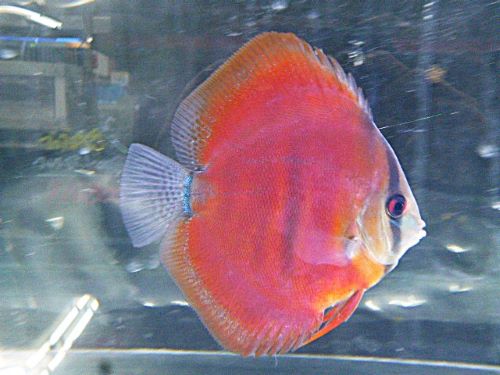 アレンカー・ディスカス