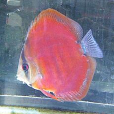 アレンカーディスカス　２０２６年１月２５日入荷