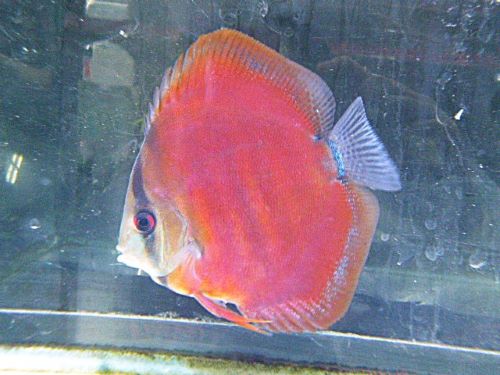 アレンカーディスカス　２０２６年１月２５日入荷