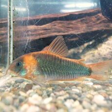 コリドラス　スーパーエクエス　２０２６年１月１５日入荷