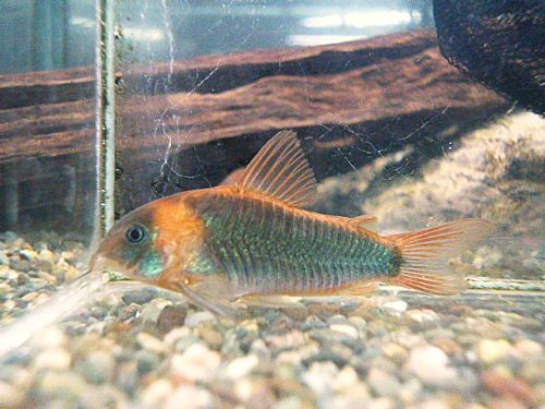 コリドラス　スーパーエクエス　２０２６年１月１５日入荷