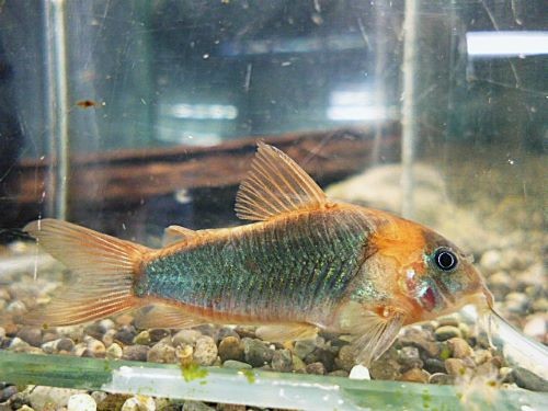 コリドラス　スーパーエクエス