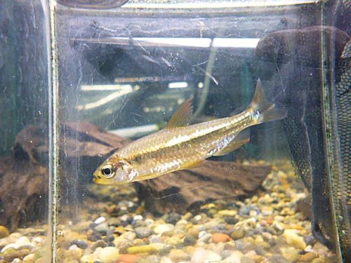 レッドチェリーコンゴテトラ