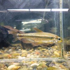 レッドチェリーコンゴテトラ　２０２６年１月２２日入荷