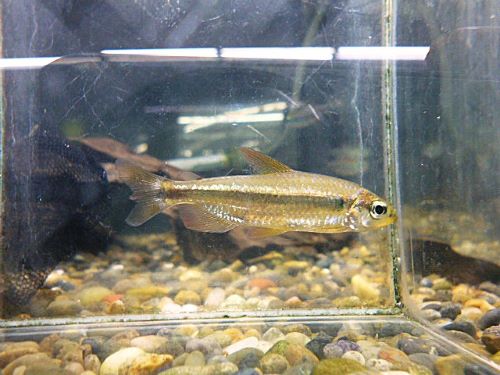 レッドチェリーコンゴテトラ　２０２６年１月２２日入荷