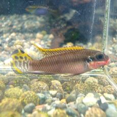 ペルヴィカ　ナイジェリアレッド　ペア　２０２６年１月１５日入荷