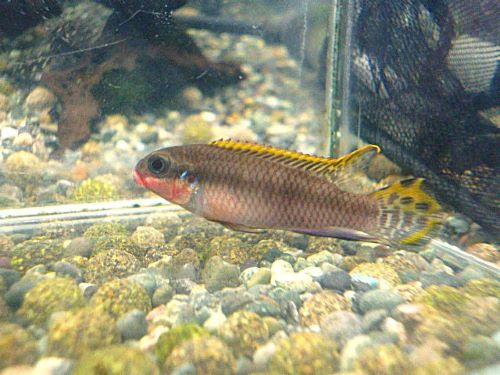 ペルヴィカタエニアータス　ナイジェリアレッド