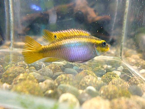 ペルヴィカタエニアータス　ナイジェリアレッド